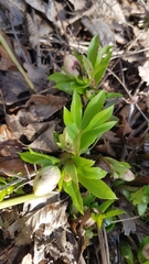 Helleborus orientalis