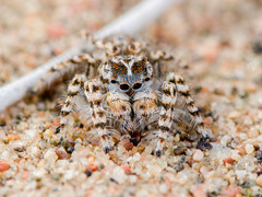 Yllenus turkestanicus