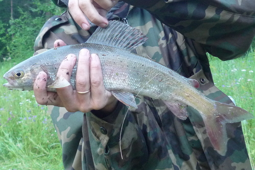 Baikal White Grayling