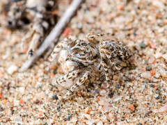 Yllenus turkestanicus