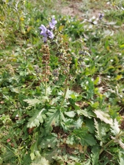 Salvia verbenaca