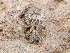 Yllenus turkestanicus