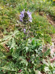 Salvia verbenaca