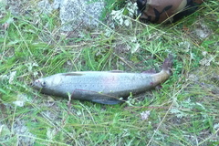 Thymallus brevipinnis