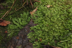 Calypogeia integristipula