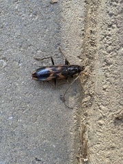 Phoracantha semipunctata