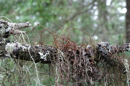 Bryocaulon pseudosatoanum observed 2022-07-23