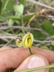 Vigna radiata sublobata