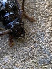 Phoracantha semipunctata