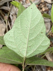 Vigna radiata sublobata