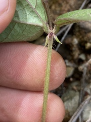 Vigna radiata sublobata