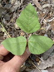 Vigna radiata sublobata