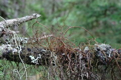Bryocaulon pseudosatoanum