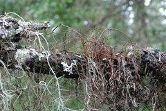 Bryocaulon pseudosatoanum