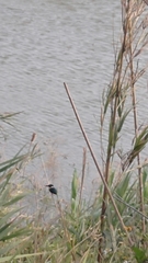 Alcedo atthis bengalensis