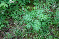Sorbus sambucifolia