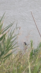 Alcedo atthis bengalensis