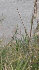 Alcedo atthis bengalensis