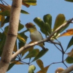 Zosterops simplex simplex