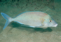 Nemadactylus douglasii