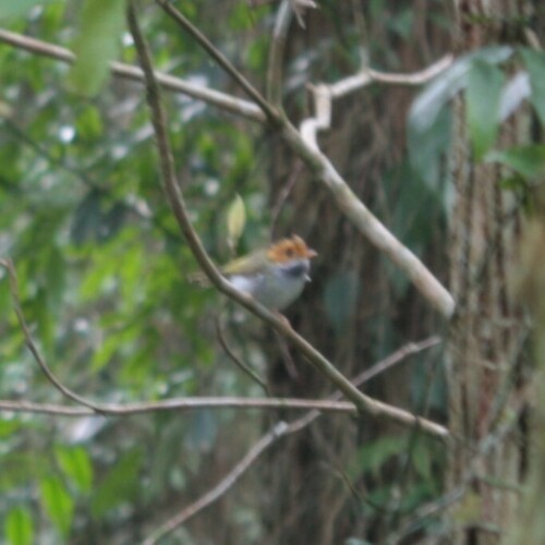 Rufous-faced Warbler (Abroscopus albogularis)
