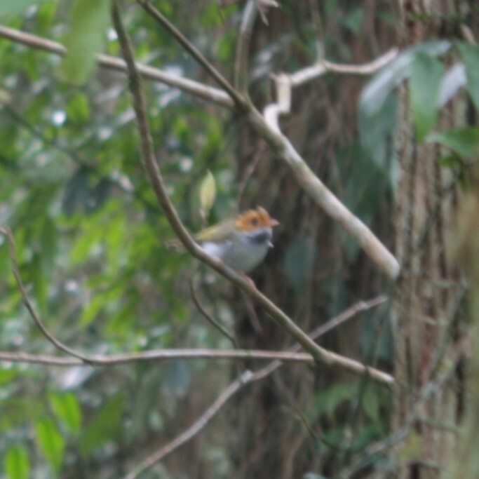 Rufous-faced Warbler illustration