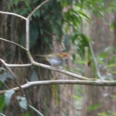 Abroscopus albogularis