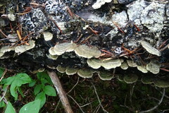 Trichaptum laricinum