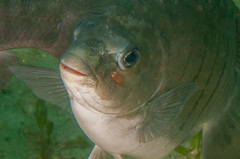 Cochleoceps orientalis