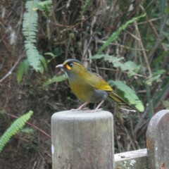 Liocichla steerii