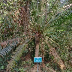 Cycas inermis