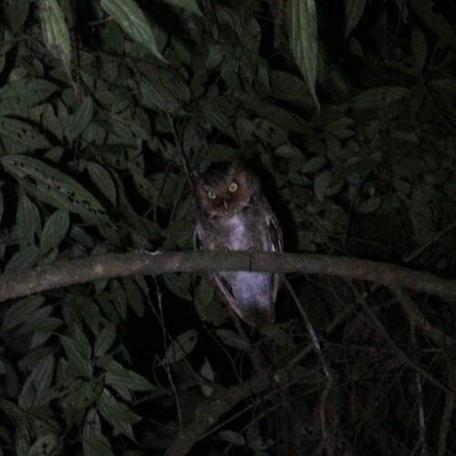 Gevlekte dwergooruil (Otus spilocephalus)