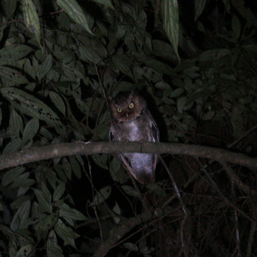 Mountain Scops Owl (Otus spilocephalus)