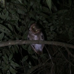 Otus spilocephalus hambroecki