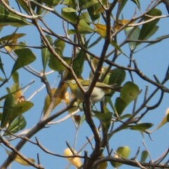 Zosterops simplex simplex