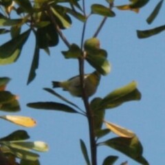 Zosterops simplex simplex