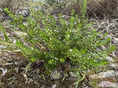 Zieria whitei