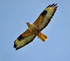 Buteo rufinus
