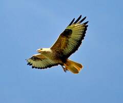 Buteo rufinus