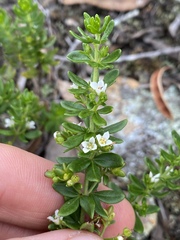 Zieria whitei