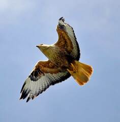 Buteo rufinus