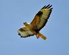 Buteo rufinus
