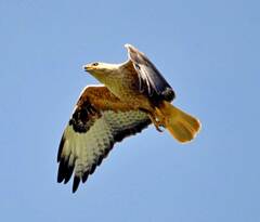 Buteo rufinus