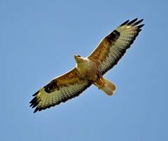 Buteo rufinus