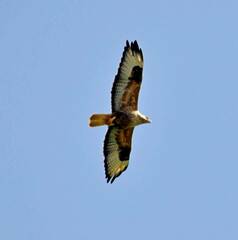 Buteo rufinus