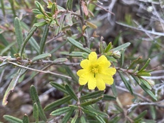 Hibbertia stirlingii