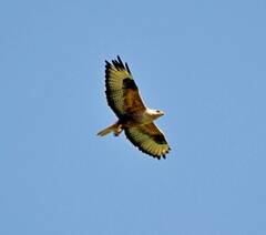 Buteo rufinus