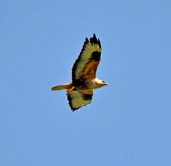 Buteo rufinus