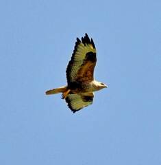 Buteo rufinus