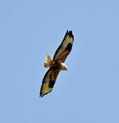 Buteo rufinus